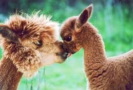 Alpaca uld