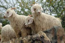 Mohair